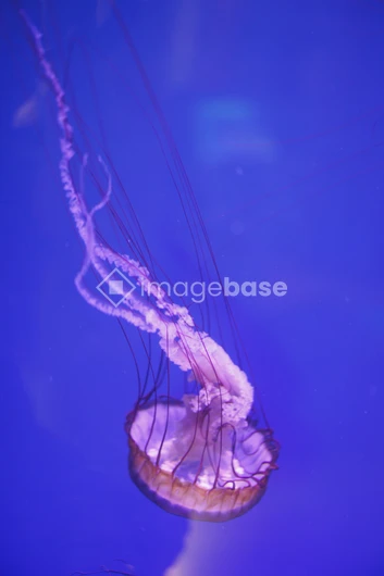 Graceful Jellyfish