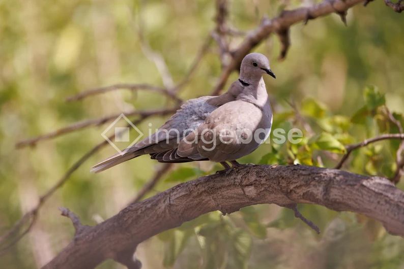 Dove on a Branch