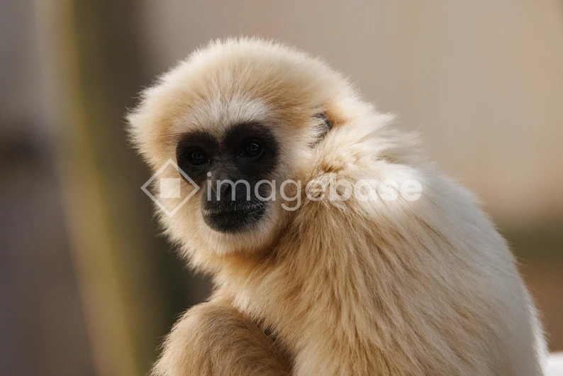 Close-Up of a Gibbon