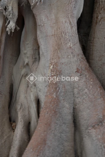 Textured Tree Bark