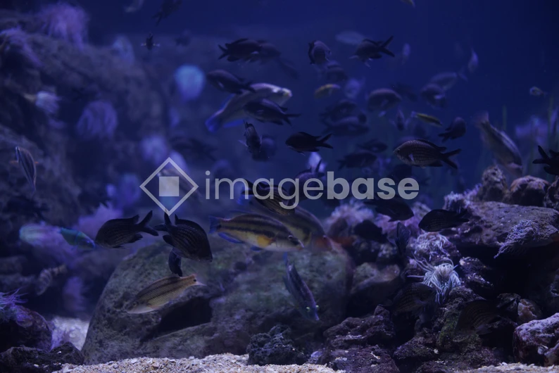 Underwater Marine Life