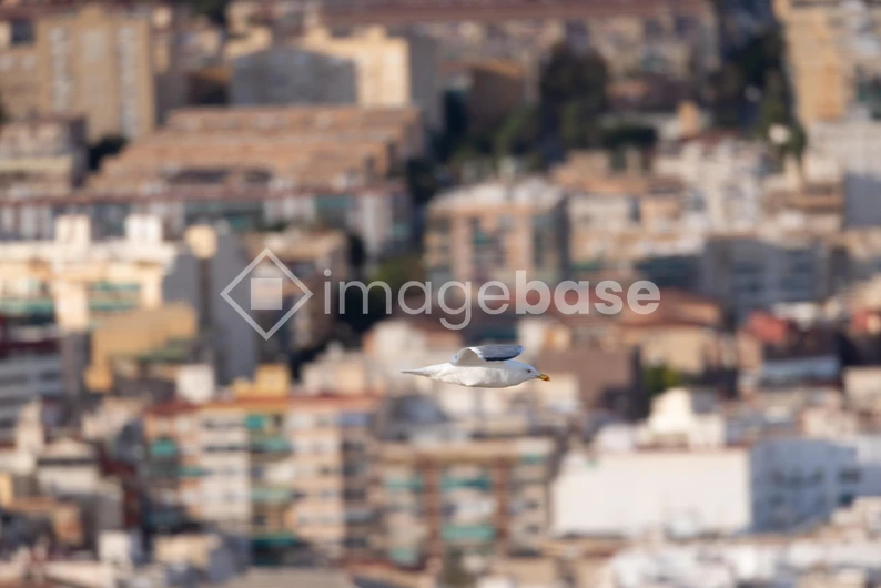 Seagull Flying Over City