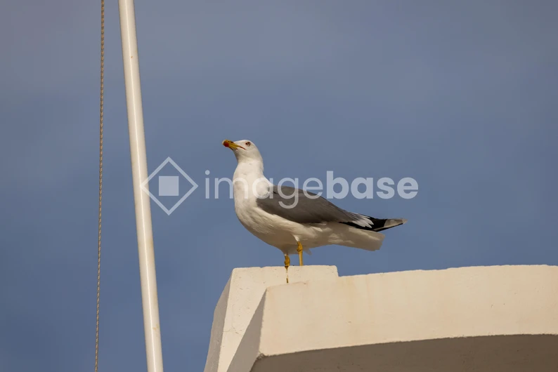 Seagull on Rooftop