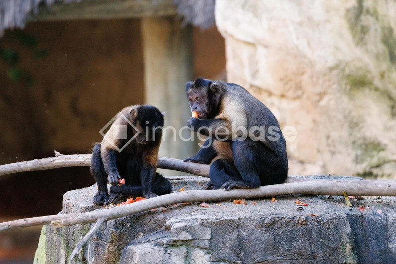 Monkeys Resting on Rocks