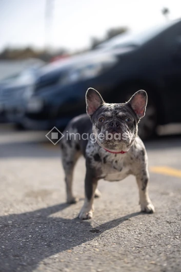 Spotted French Bulldog in Urban Setting