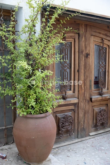 Potted Plant by Rustic Door