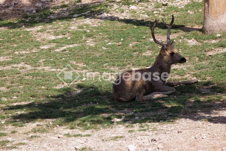 Resting Deer in Sunlight