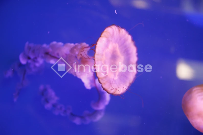 Graceful Jellyfish