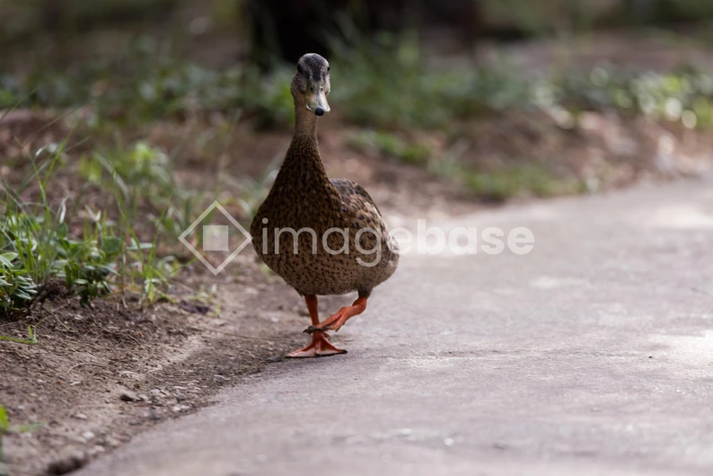 Duck Walking on Path