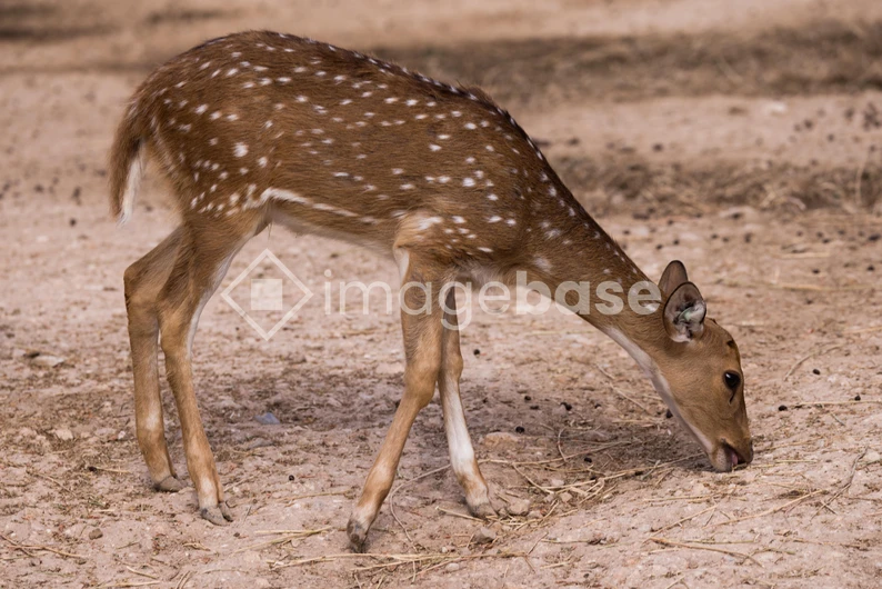 Young Spotted Deer Grazing
