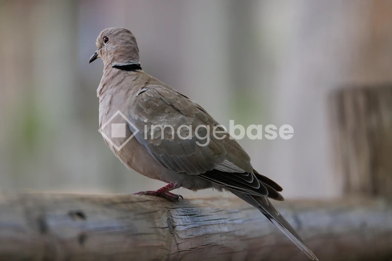 Serene Dove Perched on a Log