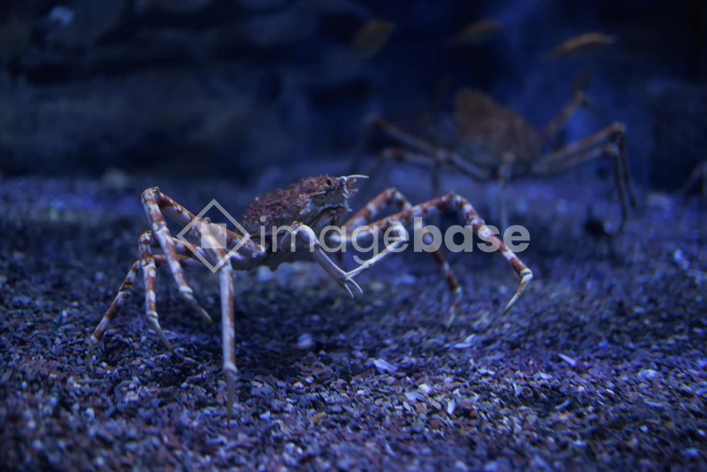 Underwater Crustaceans