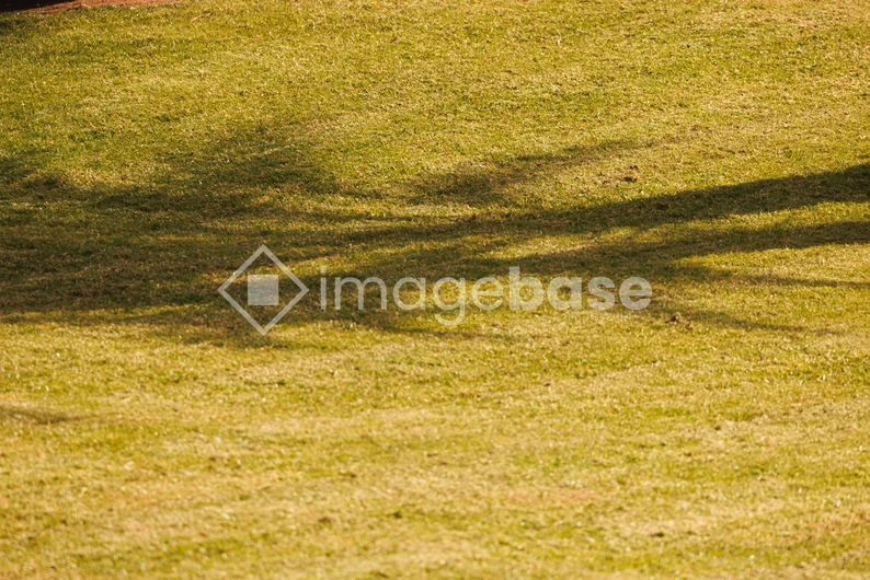 Shadow on the Grass