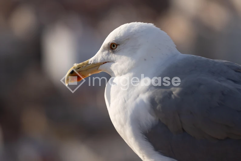 Close-up of a Seagull