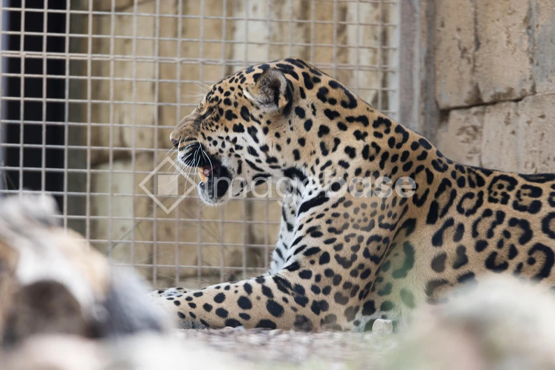 Side Profile of a Leopard in Captivity