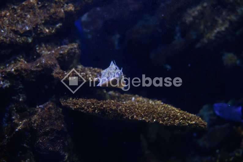 Aquatic Life in the Deep