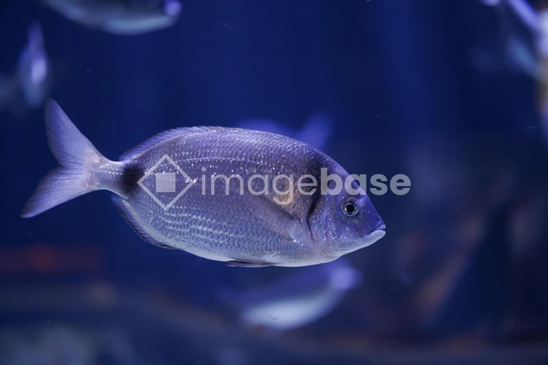 Aquarium Fish