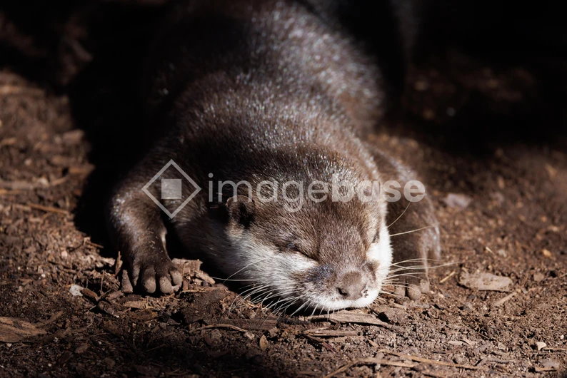 Resting Otter on the Ground