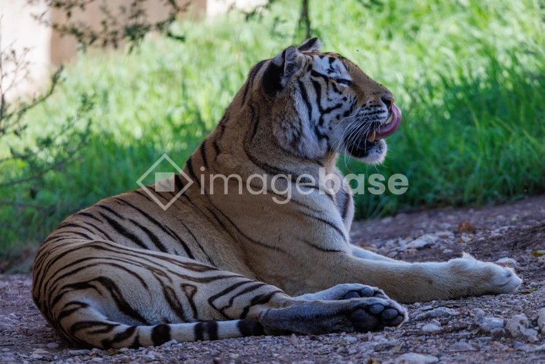 Resting Tiger