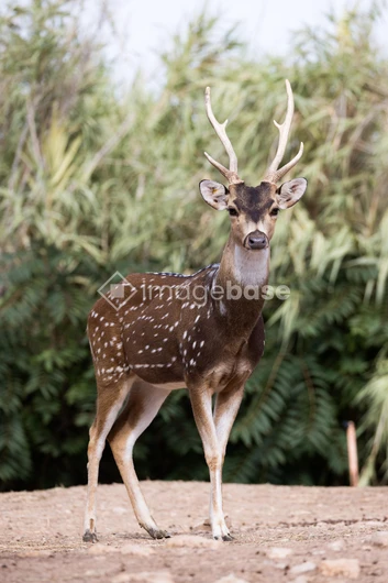 Wild Deer in Natural Habitat
