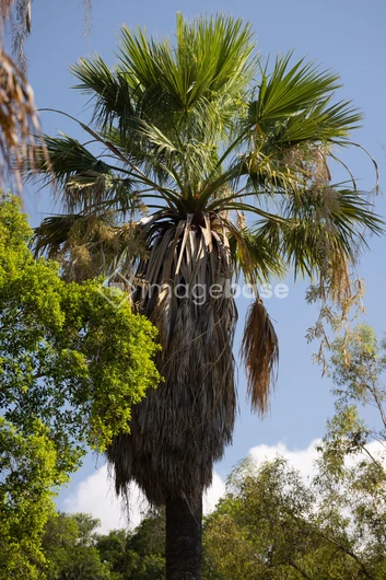 Tropical Oasis