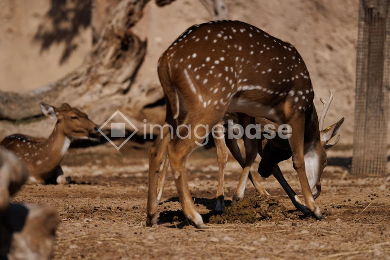 Grazing Deer in Natural Habitat