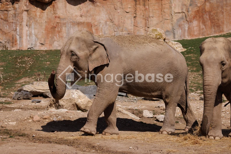 Elephants in Natural Habitat