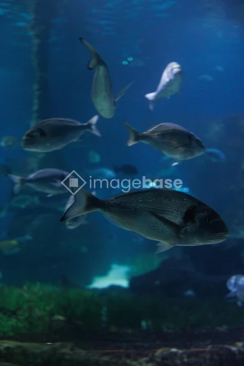 Aquatic Life Display