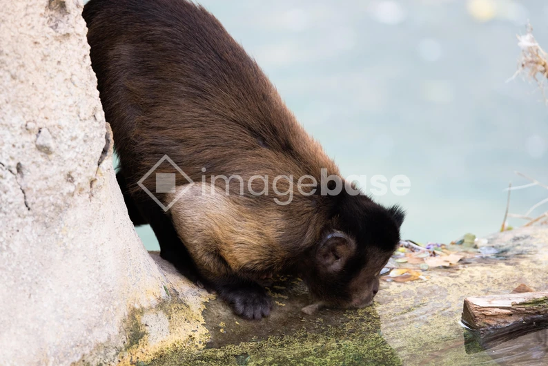 Monkey Drinking Water