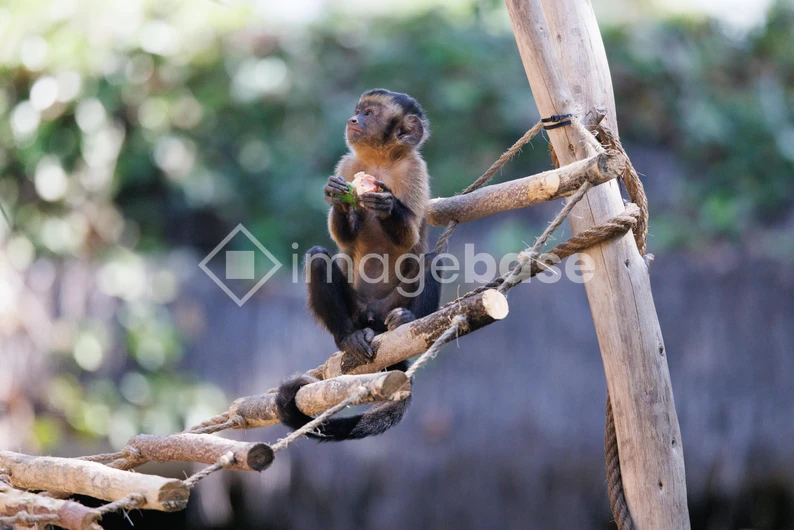 Monkey Perched on a Rope