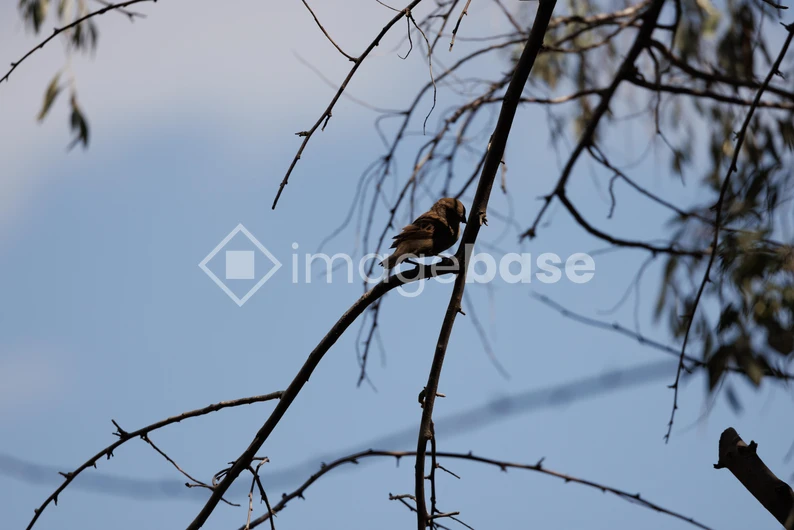 Bird on a Branch