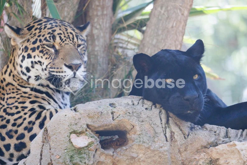 Resting Jaguars