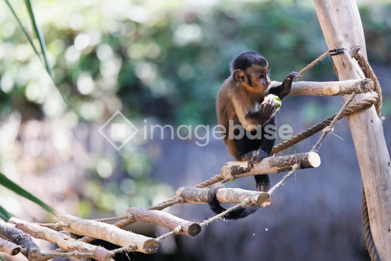 Monkey on a Wooden Bridge