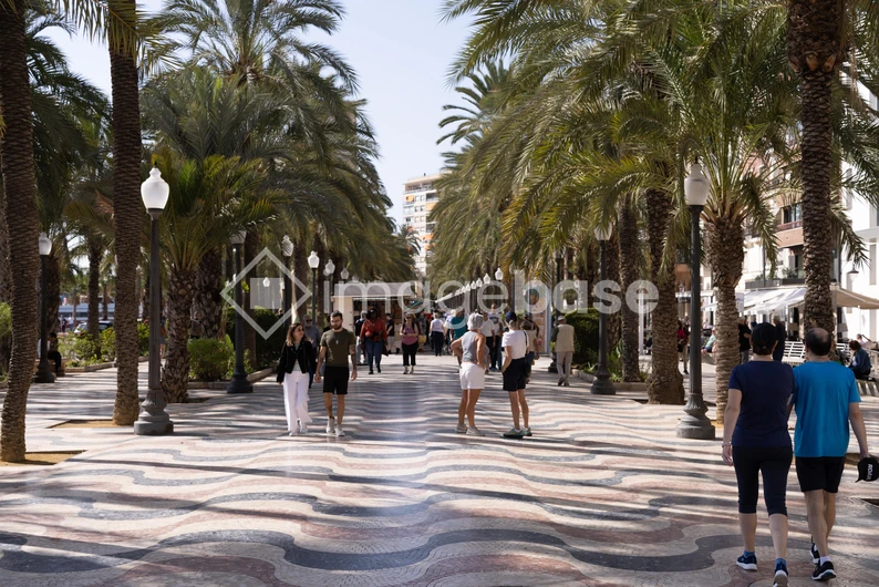 Palm-Lined Promenade
