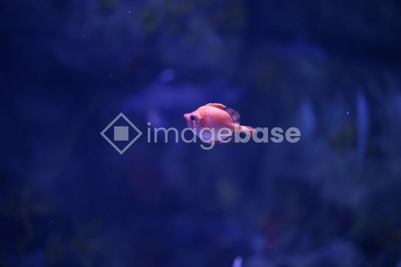 Solitary Fish in Aquarium