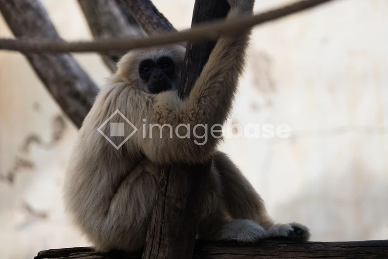 Gibbon on a Tree