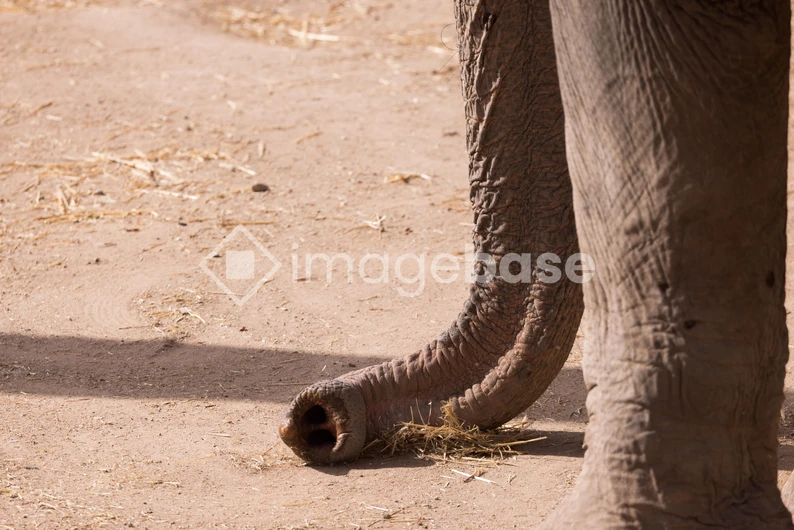 Elephant Trunk and Feet