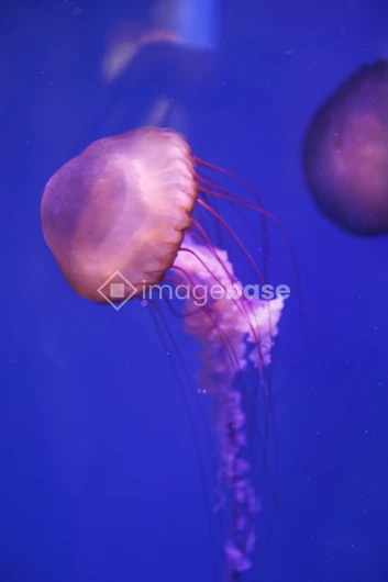 Aquatic Elegance