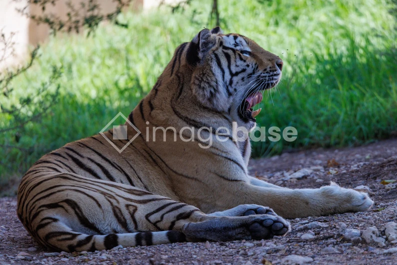 Relaxed Tiger in the Wild