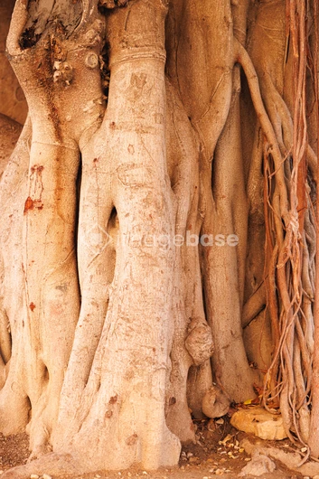 Intricate Tree Roots