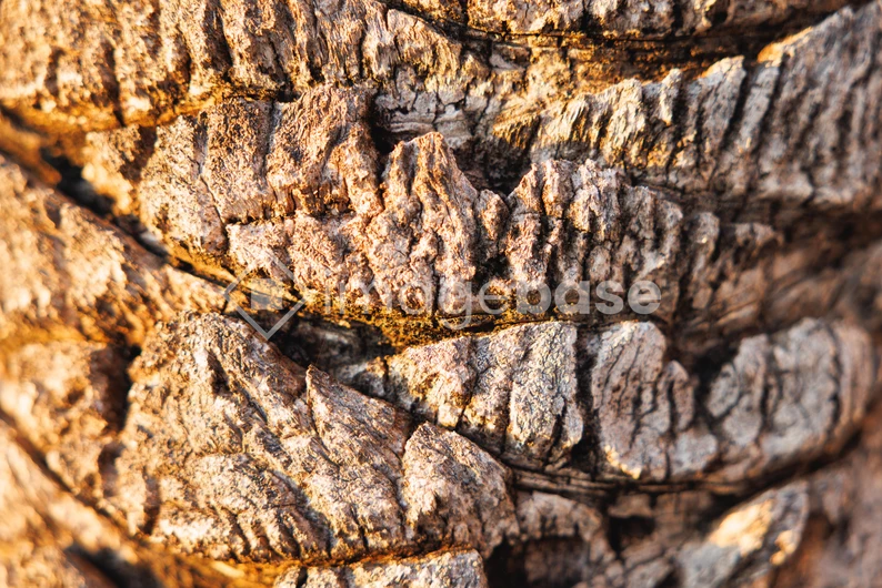 Textured Tree Bark Close-up