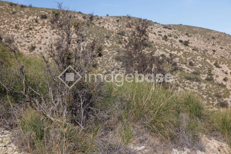 Desert Landscape