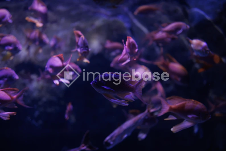 Underwater Dance of Purple Fish