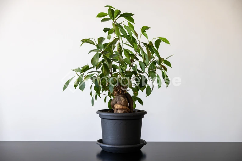 Potted Plant on Table