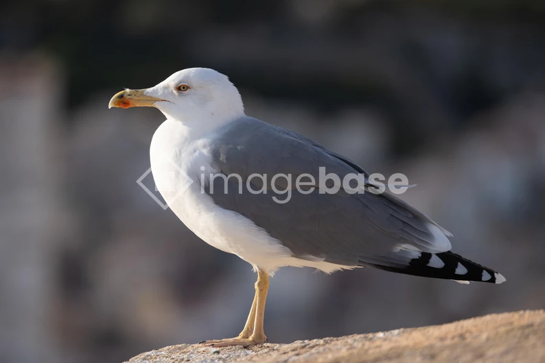 Seagull on the Coast