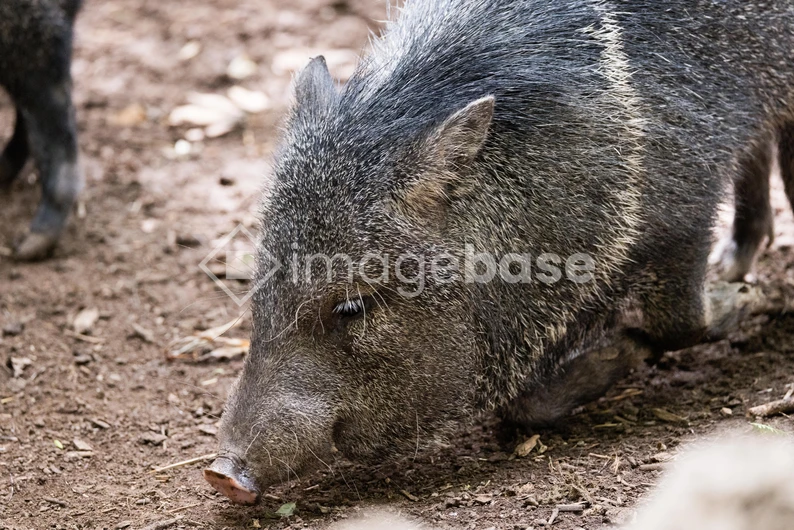 Wild Boar on Forest Floor