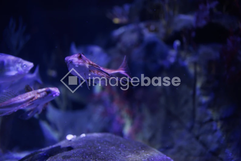 Aquatic Harmony