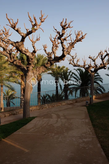 Coastal Pathway with Palm Trees