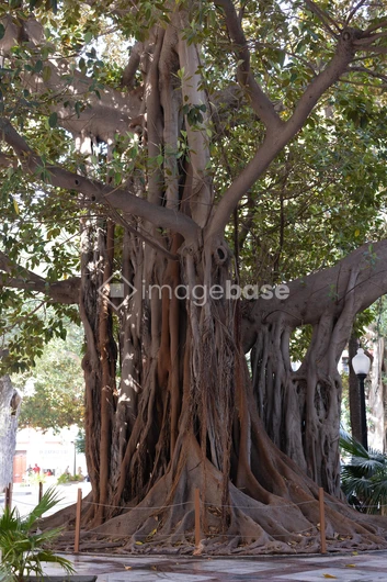 Majestic Banyan Tree
