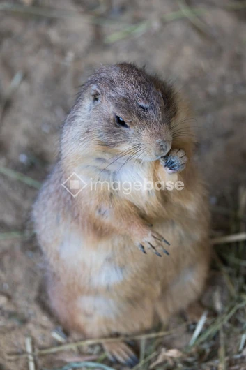 Prairie Dog Eating